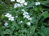 ARABIS - ARABETTA ALBIDA Cruciferae f-g