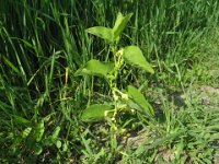 ARISTOLOCHIA - STRALLOGI - ARISTOLOCHIA CLEMATIS Aristolochiacee