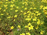 BIDENS FERULIFOLIA 1