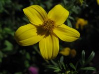 BIDENS FERULIFOLIA 2