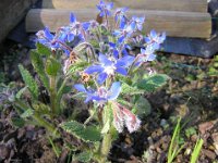 BORRAGINE - BORRAGO OFFICINALIS  Borraginaceae g-s