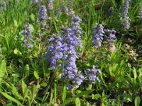 BUGOLA - AJUGA REPTANS 1 Labiatae m,g