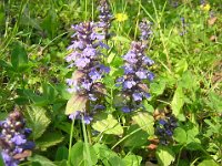 BUGOLA - AJUGA REPTANS 2