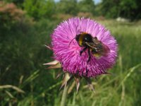 CARDO COMUNE - CIRSIUM VULGARE