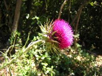 CARDO MARIANO - SILYBUM MARIANUM 1