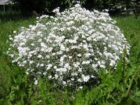 CERASTIO - CERASTIUM TOMENTOSUM 1 Cariofillacee mag. ag