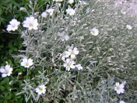 CERASTIO - CERASTIUM TOMENTOSUM 2 caryophillacee mag-a