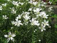 CERASTIUM ARVENSE 1