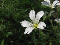 CERASTIUM ARVENSE 2