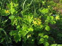 CHELIDONIA - CHELIDONIUM MAIUS 1 Papaveracee a