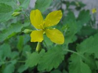 CHELIDONIA 2