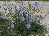 CICORIA SELVATICA - CICHORIUM INTYBUS 2
