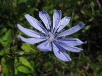 CICORIA SELVATICA
