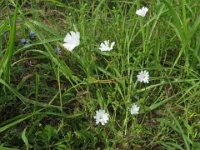 CICORIA SELVATICA BIANCA