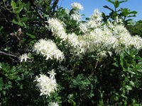 CLEMATIDE  VITALBA - CLEMATIS VITALBA 1