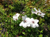 CLEMATIDE - CLEMATIS RAMPICANTE 1
