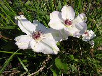 CLEMATIDE - CLEMATIS RAMPICANTE 2