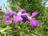 CLEMATIDE - CLEMATIS jachmanii Ranuncolacee m-s