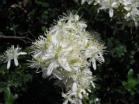 CLEMATIDE VITALBA - CLEMATIS VITALBA 2