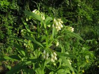 CONSOLIDA  TUBEROSA - SYMPHITUM TUBEROSUM  Boraginacee apr. ag