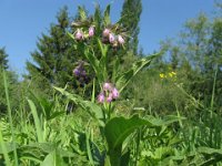 CONSOLIDA MAGGIORE - SYMPHITUM OFFICINALE