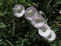 CONVOLVOLO - CONVOLVOLUS SEPIUM Convolvulacee mag-s