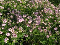 CORONILLA 1 leguminose