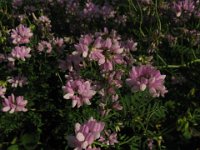 CORONILLA 2