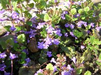 EDERA TERRESTRE - GLECHOMA Hederacee