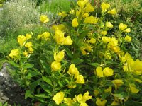 ENOTERA COMUNE - OENOTHERA BIENNIS - ENAGRA 1 onagracee mag-st