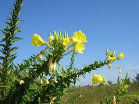 ENOTERA COMUNE - OENOTHERA BIENNIS - ENAGRA 2