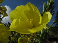 ENOTERA COMUNE - OENOTHERA BIENNIS