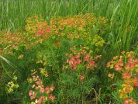 ERBA CIPRESSINA - EUPHORBIA CYPARISSIAS 1
