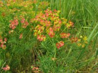 ERBA CIPRESSINA - EUPHORBIA CYPARISSIAS 2
