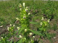 ERBA GIUDAICA - GALEOPSIS SPECIOSA 2