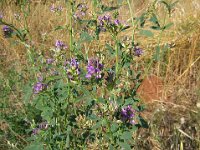 ERBA MEDICA - MEDICAGO SATIVA