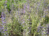 ERBA VIPERINA - ECHIUM VULGARE 1 Boraginacee estate