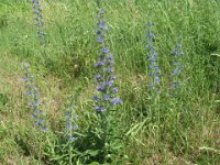 ERBA VIPERINA - ECHIUM VULGARE 2