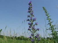 ERBA VIPERINA - ECHIUM VULGARE 3
