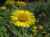 ERIGERO - ERIGERON 2 Copmposite