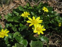 FAVAGELLO - RANUNCULUS FICARIA 1 Ranunculacee mar-apr