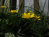 FAVAGELLO - RANUNCULUS FICARIA 2