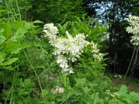 FILIPENDULA VULGARIS 1 Rosacee giu-l