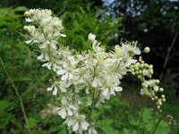 FILIPENDULA VULGARIS 2