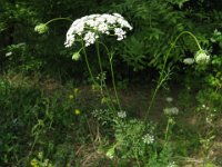 FINOCCHIELLA - MYRRHIS ODORATA ombrellifere anice
