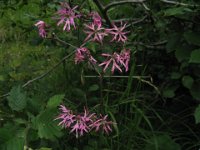 FIOR CUCULO 1 - LYCHNIS FLOS-CUCULI 1 cariofillacee
