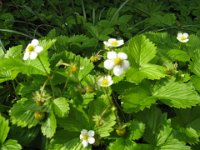 FRAGOLA - FRAGARIA VESCA 1