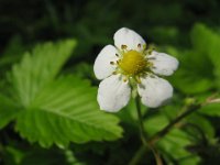 FRAGOLA - FRAGARIA VESCA 2
