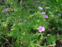 GERANIO MOLLE - GERANIUM MOLLE 1  Geraniacee G-L
