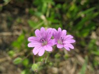 GERANIO MOLLE - GERANIUM MOLLE 2